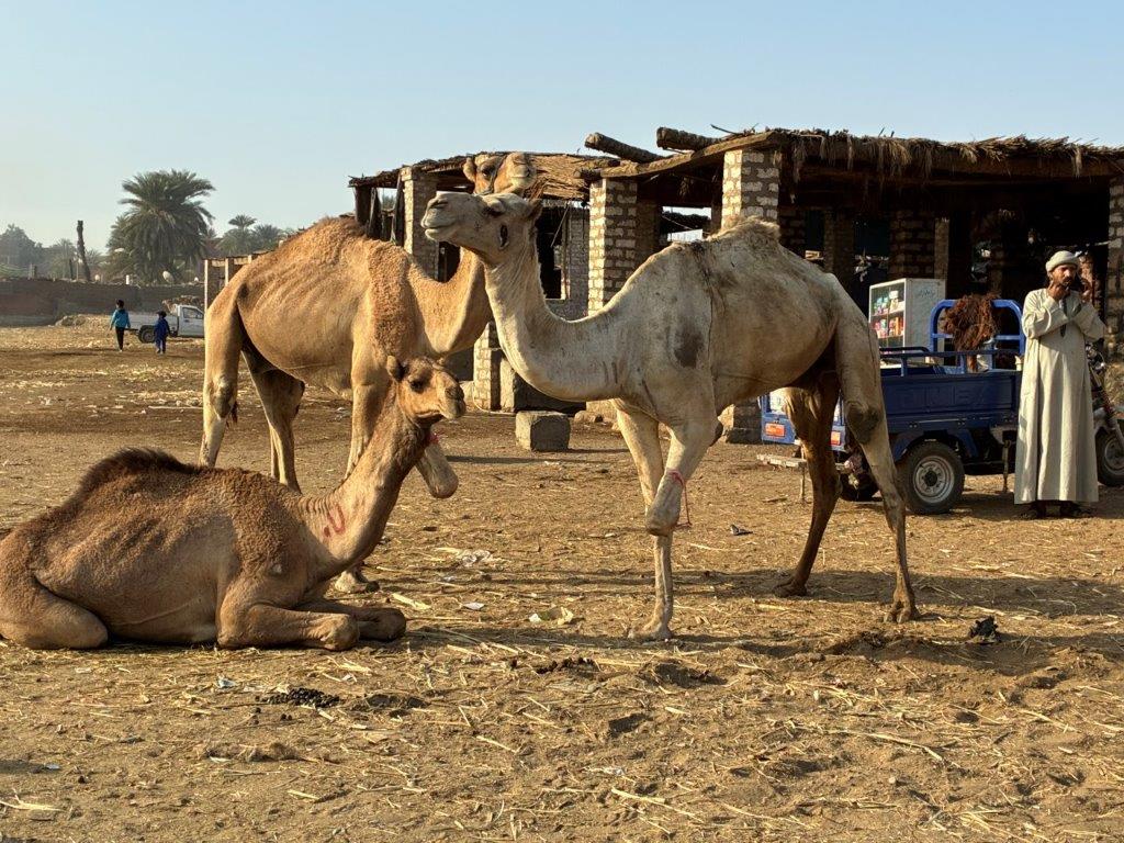 Daraw Camel Market, Egypt
