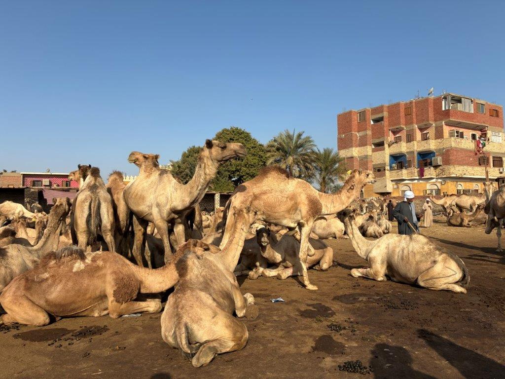 Daraw Camel Market, Egypt