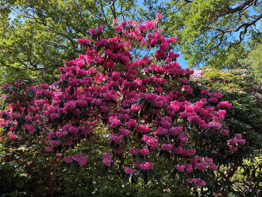 Isabella Plantation, Richmond Park, London