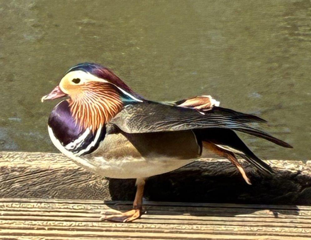 Mandarin Duck, Isabella Plantation, Richmond Park, London