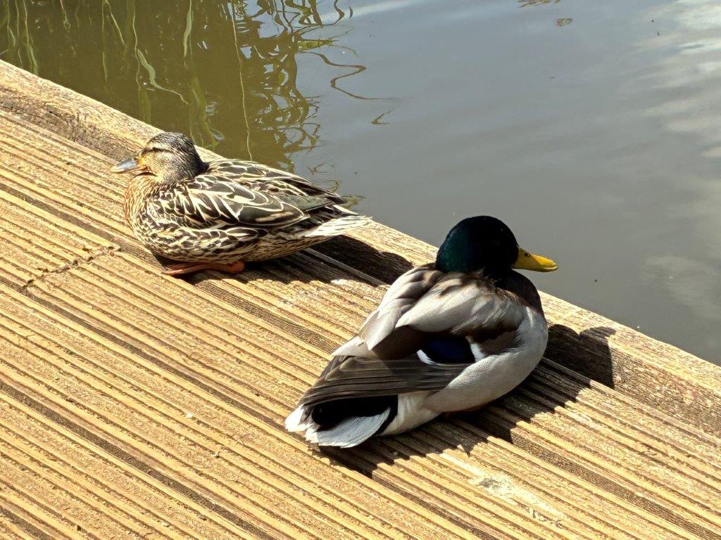 Mallard ducks, Isabella Plantation, Richmond Park, London