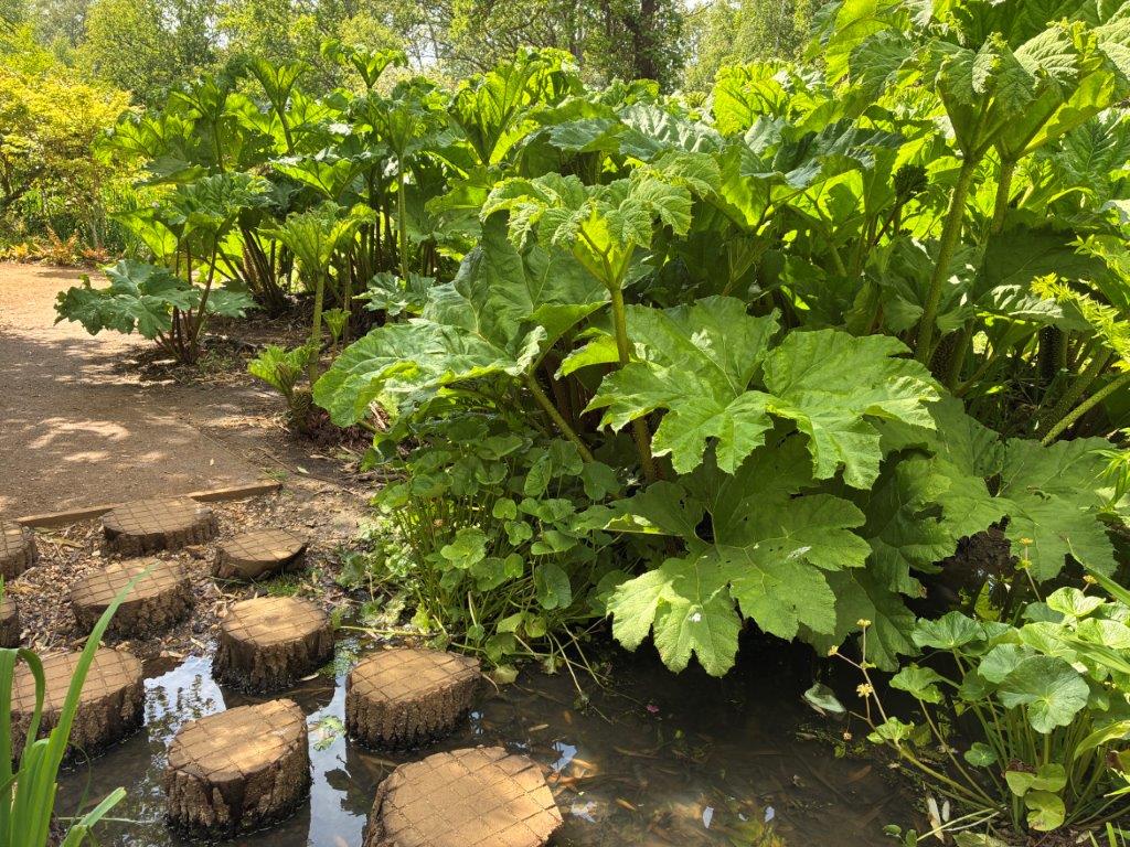 Isabella Plantation, Richmond Park, London