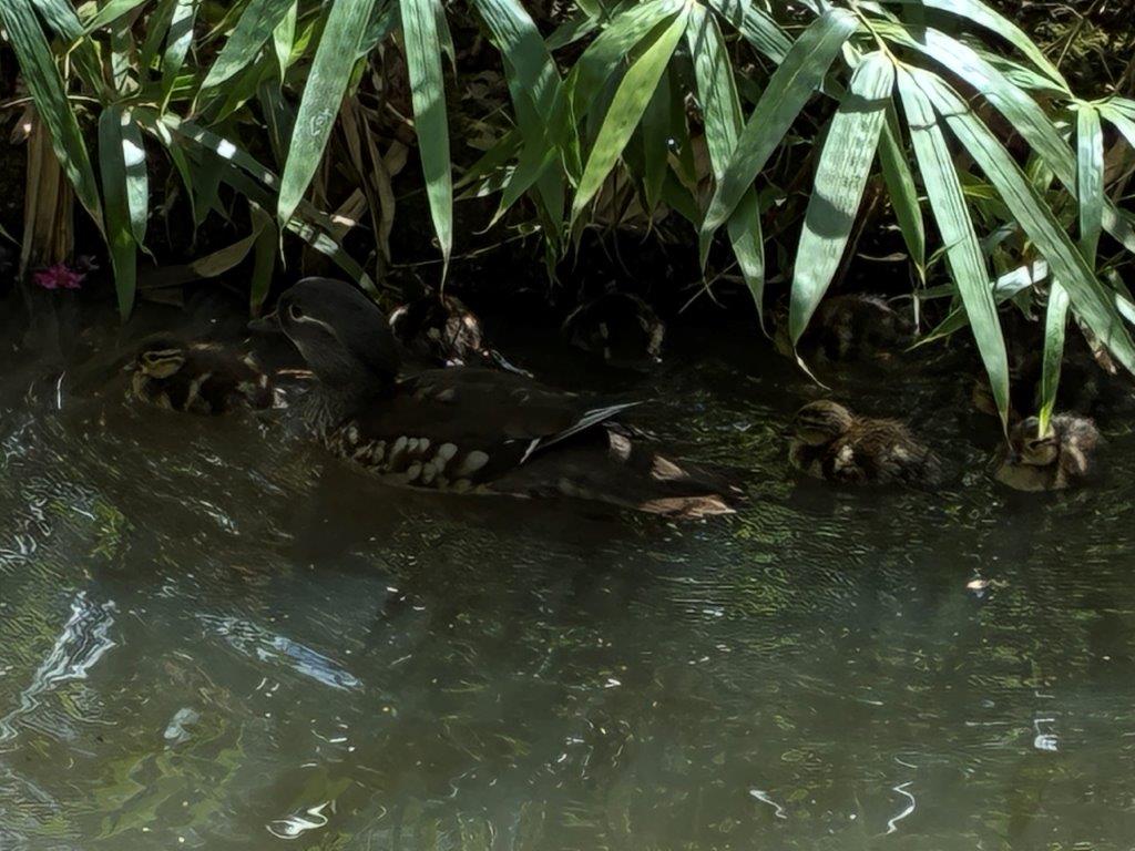 Duck and ducklings at Isabella Plantation, Richmond Park, London