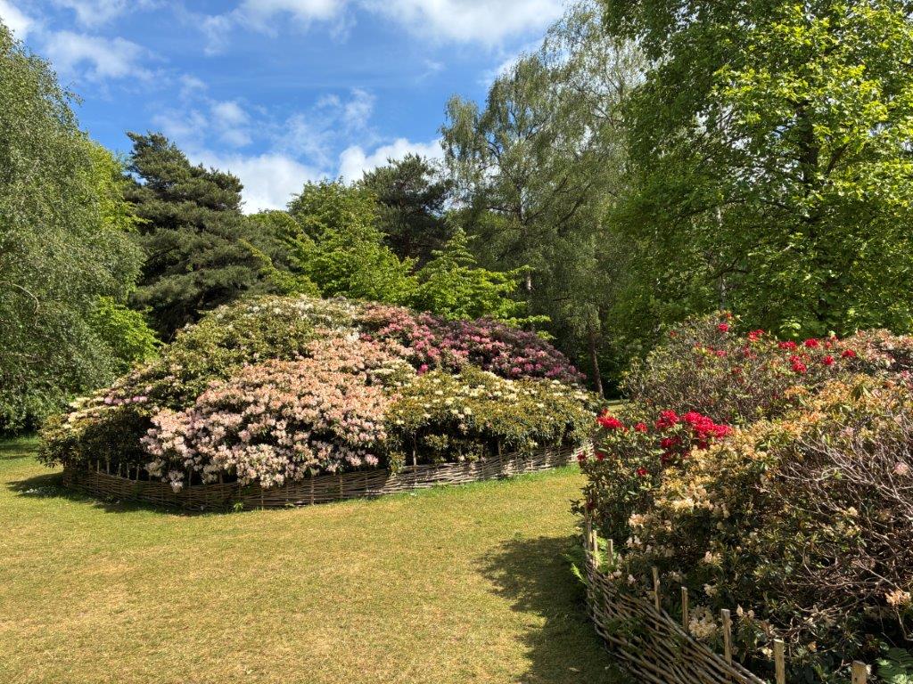 Isabella Plantation, Richmond Park, London