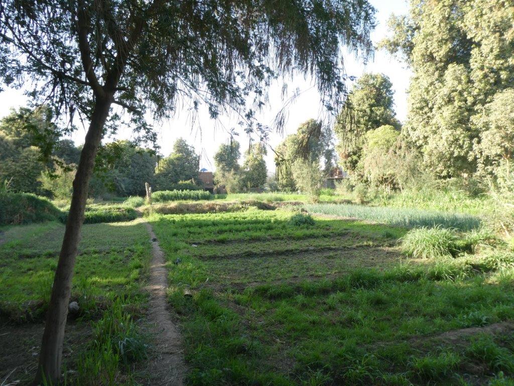 Herbs and spices growing on on Elephantine Island