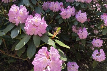 Isabella Plantation, Richmond Park, London